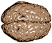 File:Neuro logo.png